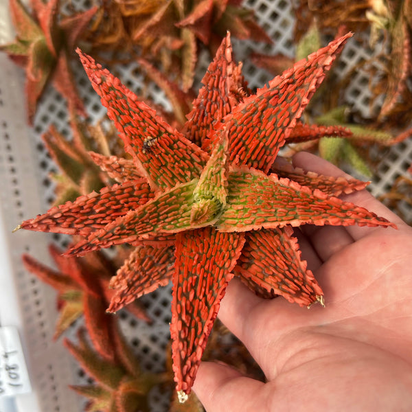 Aloe hybrid-Aloe-W4-6cm-image-56