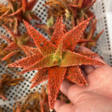 Aloe hybrid-Aloe-W4-6cm-image-57