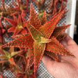 Aloe hybrid-Aloe-W4-6cm-image-58