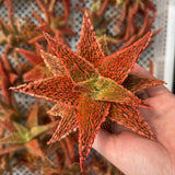 Aloe hybrid-Aloe-W4-6cm-image-59