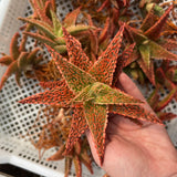 Aloe hybrid-Aloe-W4-6cm-image-61