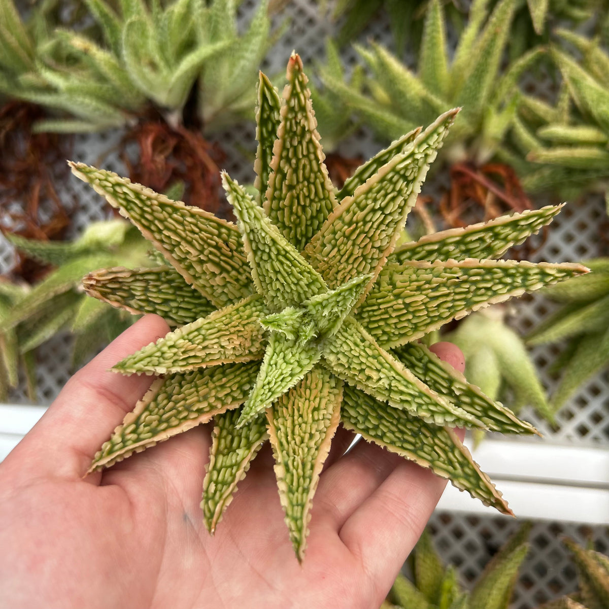 Aloe hybrid-Aloe-W4-6cm-image-20