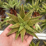 Aloe hybrid-Aloe-W4-6cm-image-20