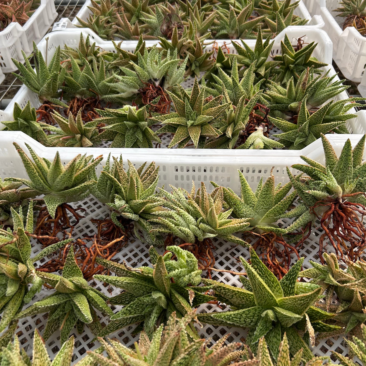 Aloe hybrid-Aloe-W4-6cm-image-21
