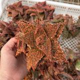 Aloe hybrid-Aloe-W4-6cm-image-51