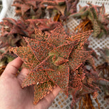 Aloe hybrid-Aloe-W4-6cm-image-52
