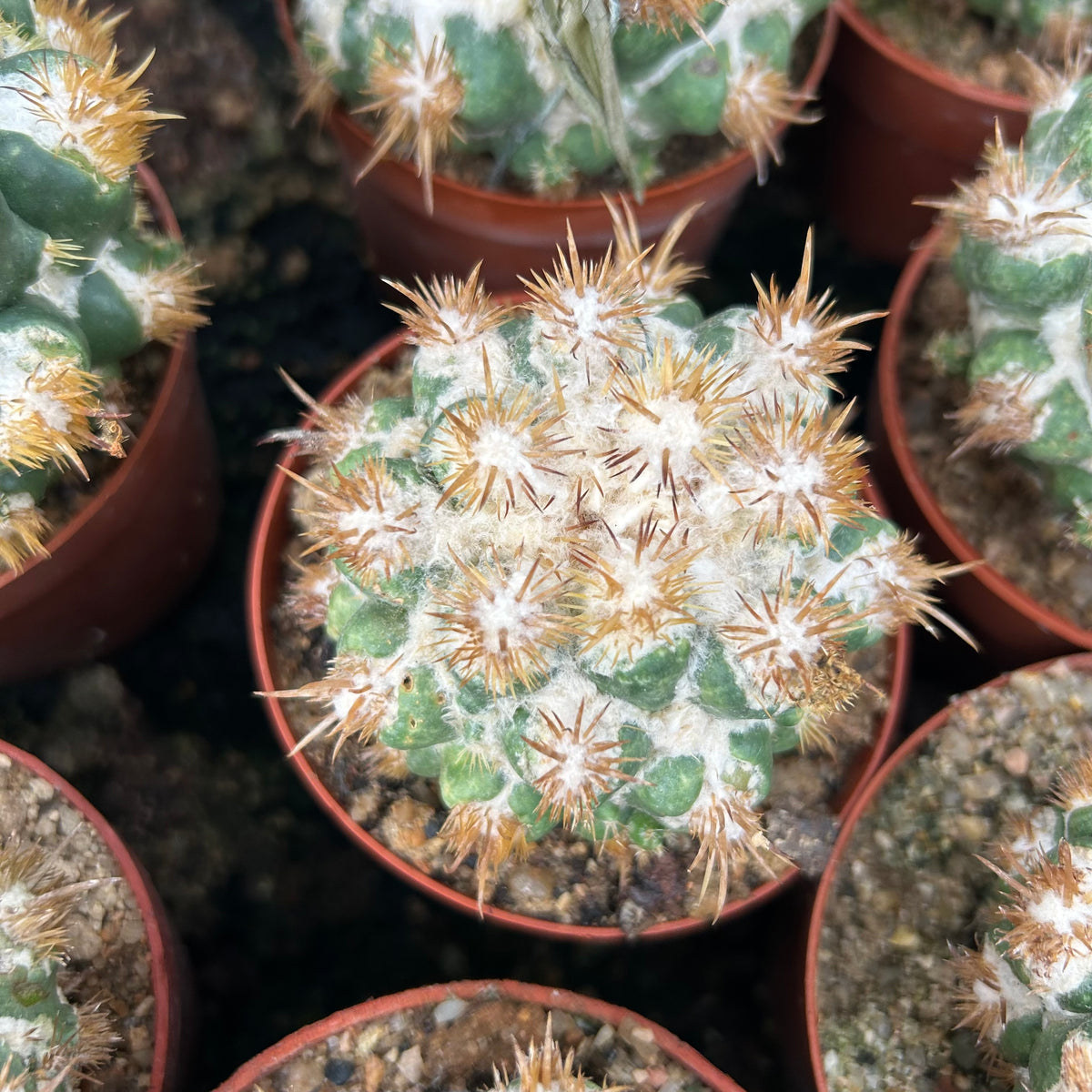 Coryphantha elephantidens 'Thorn Crested'