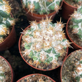 Coryphantha elephantidens 'Thorn Crested'