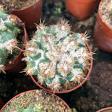 Coryphantha elephantidens 'Thorn Crested'