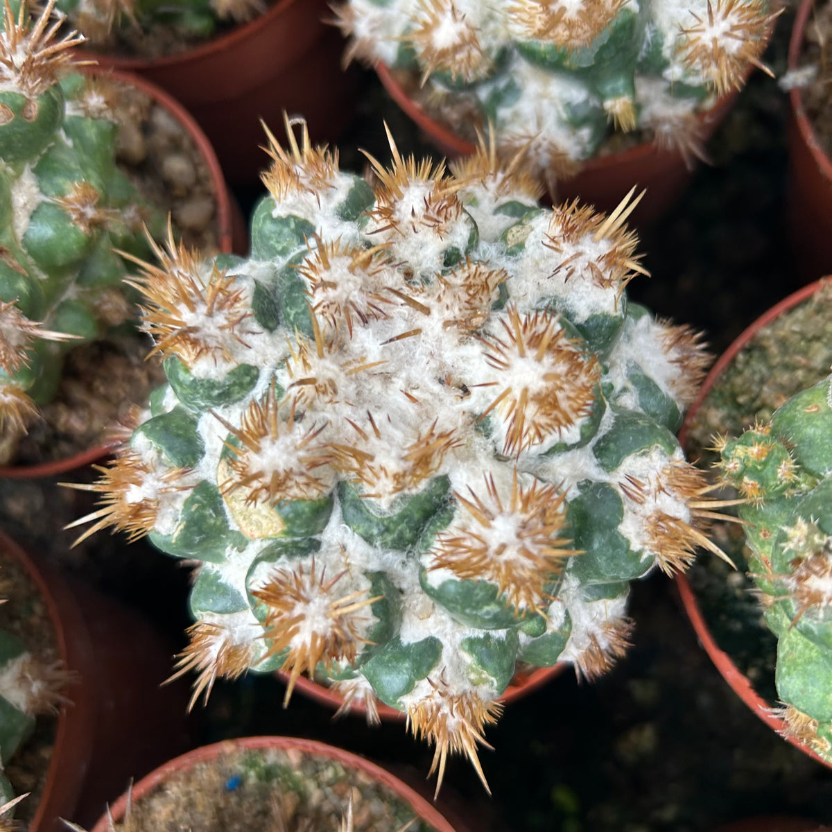 Coryphantha elephantidens 'Thorn Crested'
