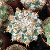 Coryphantha elephantidens 'Thorn Crested'