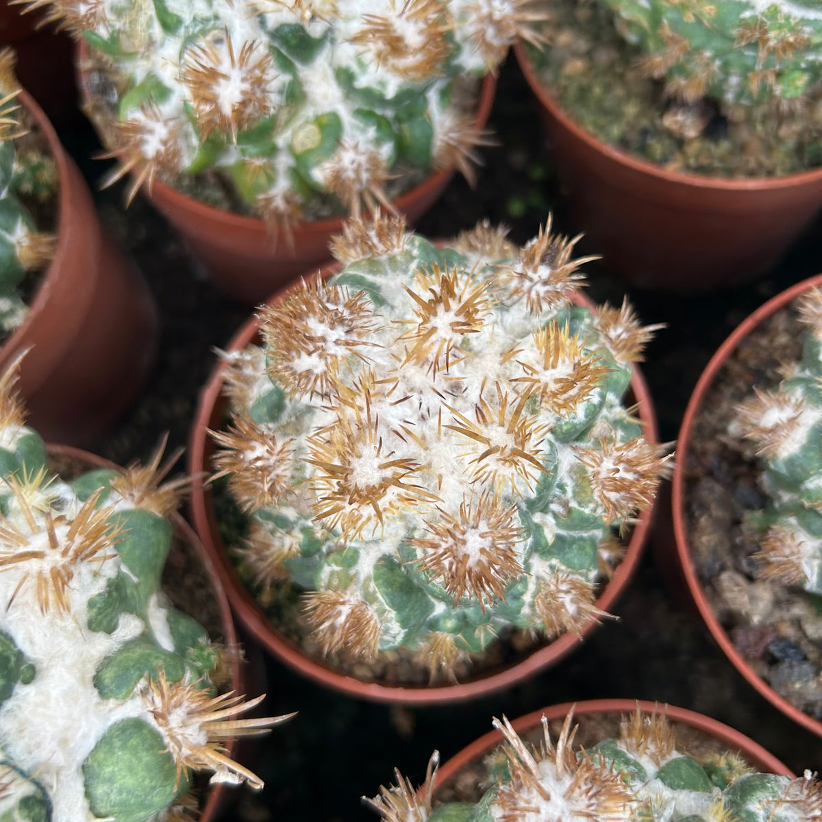 Coryphantha elephantidens 'Thorn Crested'