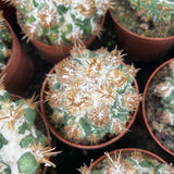 Coryphantha elephantidens 'Thorn Crested'