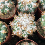 Coryphantha elephantidens 'Thorn Crested'