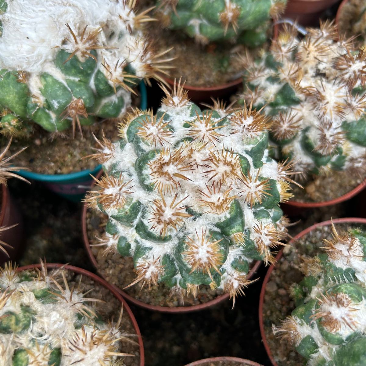 Coryphantha elephantidens 'Thorn Crested'