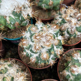 Coryphantha elephantidens 'Thorn Crested'