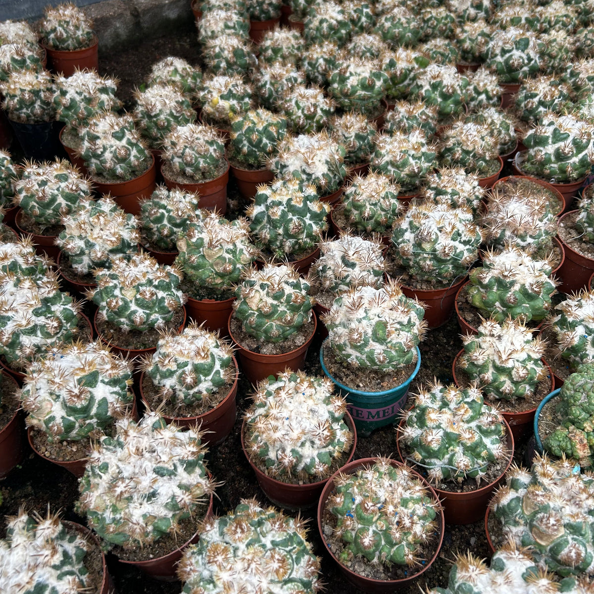 Coryphantha elephantidens 'Thorn Crested'