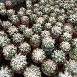 Coryphantha elephantidens 'Thorn Crested'