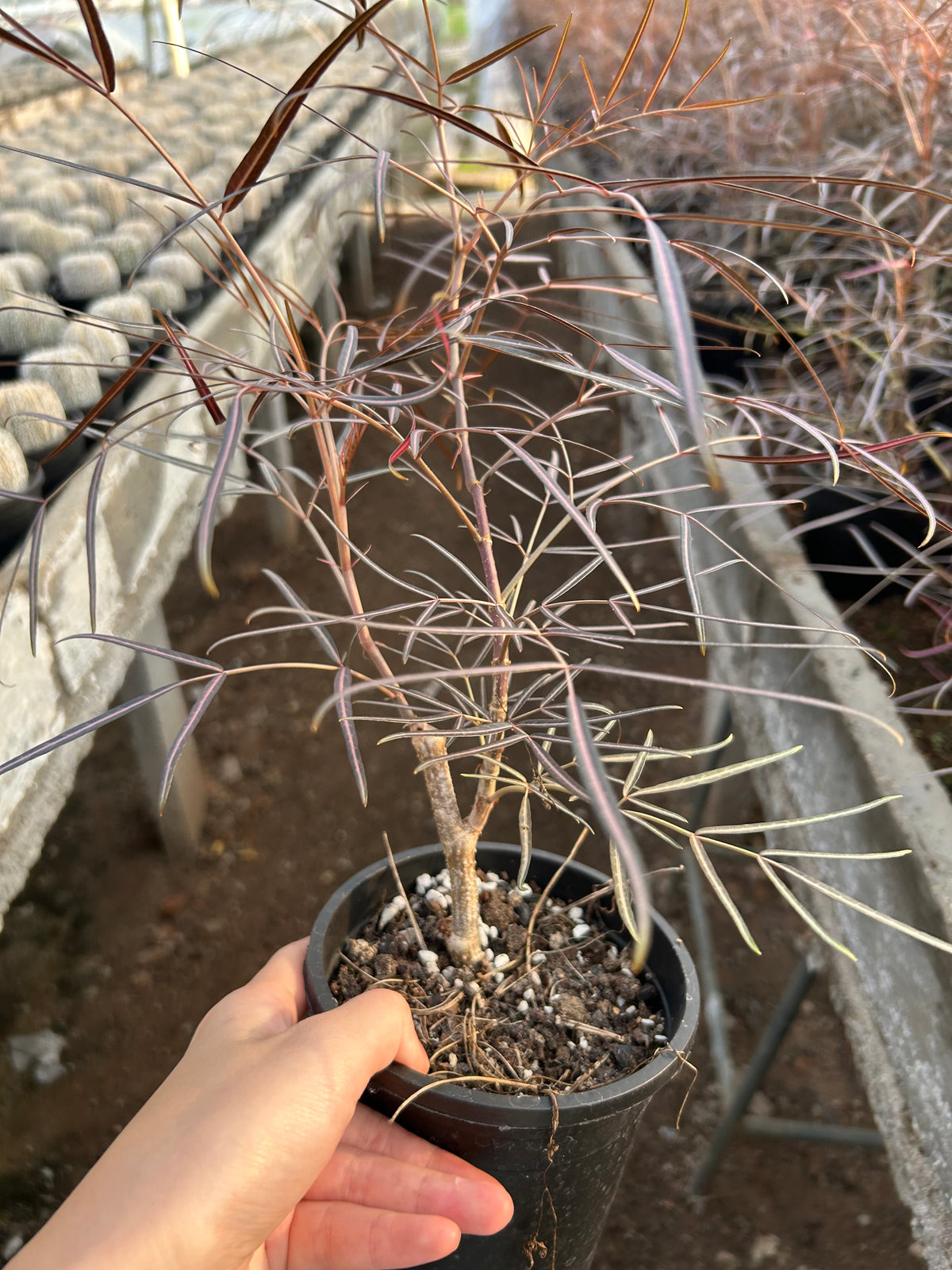 Cyphostemma mappia