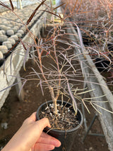 Cyphostemma mappia