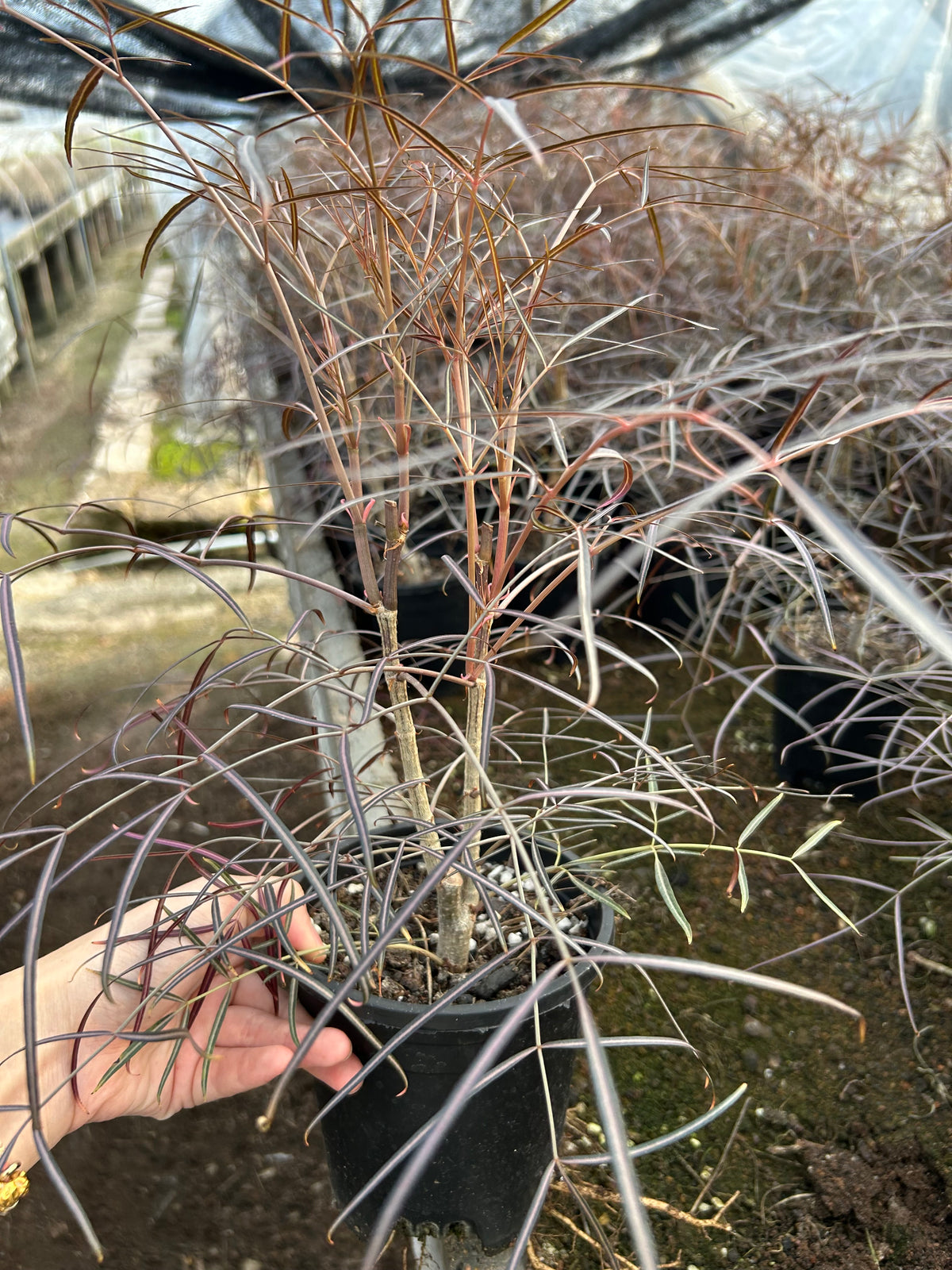 Cyphostemma mappia
