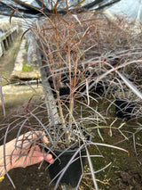 Cyphostemma mappia