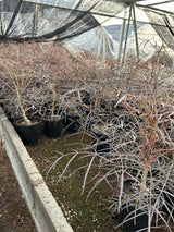 Cyphostemma mappia