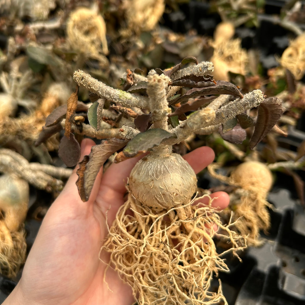 Euphorbia ambovombensis-Euphorbia-H4-6cm-image-2