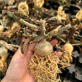 Euphorbia ambovombensis-Euphorbia-H4-6cm-image-2