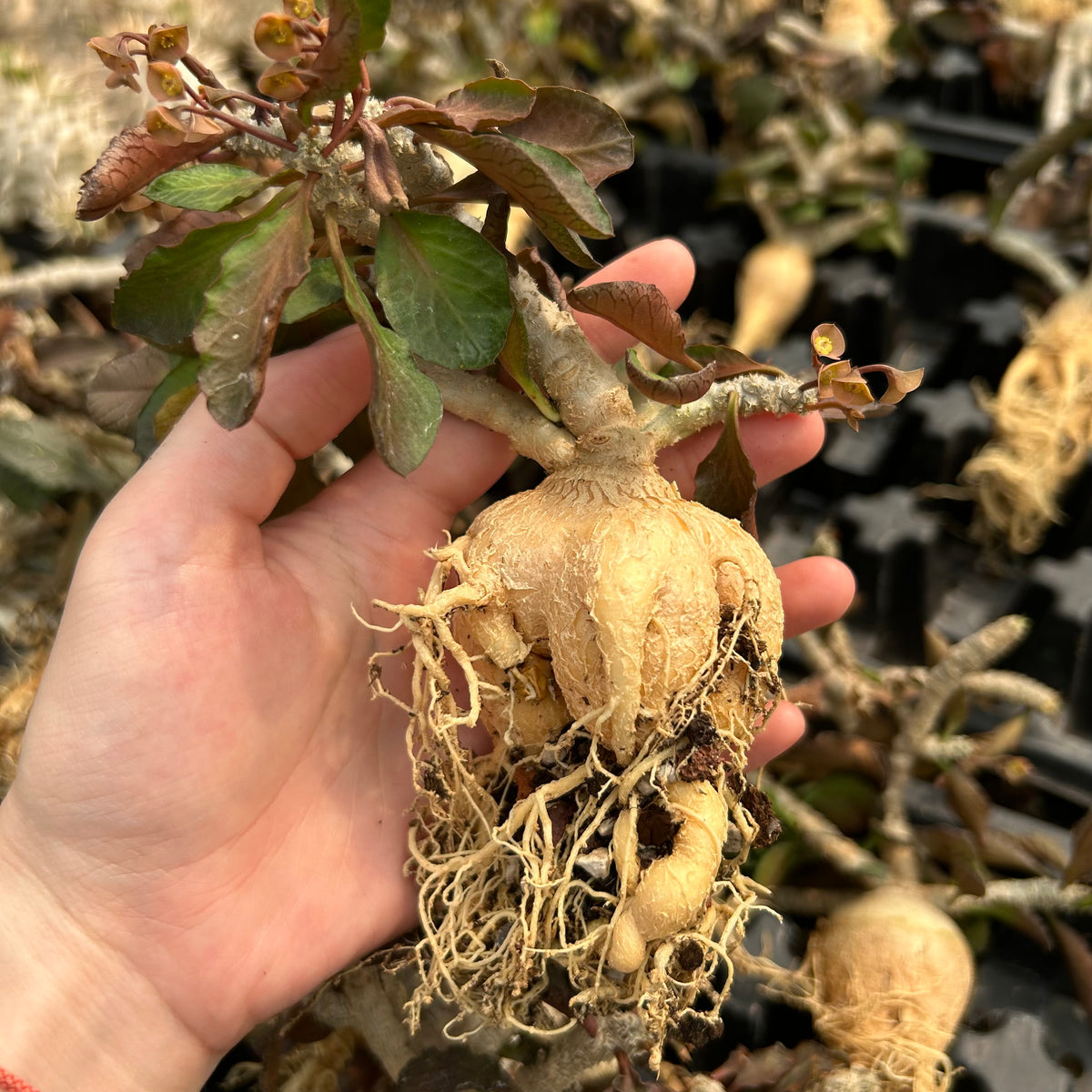 Euphorbia ambovombensis-Euphorbia-H4-6cm-image-3