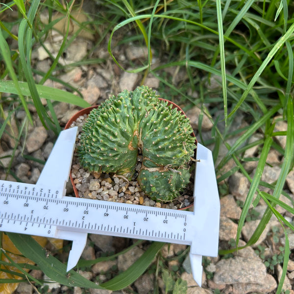 Euphorbia valida — specimen shown with a caliper or ruler for scale