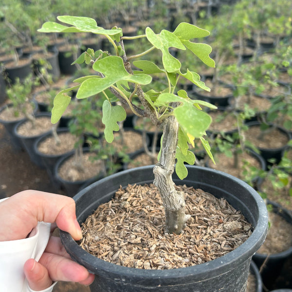 Adenia olaboensis — Adenia — listed size W1cm — Same Size Shipped — image 2: potted small tree with a slender trunk and rounded leaves