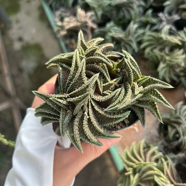 Haworthia 'Onigawara' — Haworthia — listed size W8-10cm — Same Size Shipped — image 2: potted dense clump of dark, textured pointed leaves
