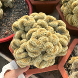 Borzicactus aureispina f. cristata