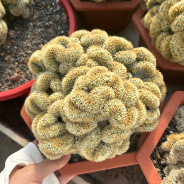 Borzicactus aureispina f. cristata