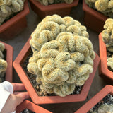 Borzicactus aureispina f. cristata