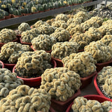 Borzicactus aureispina f. cristata