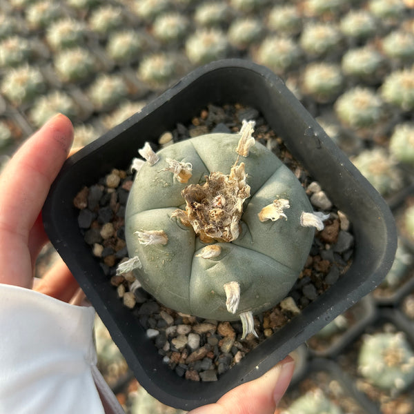 Lophophora williamsii