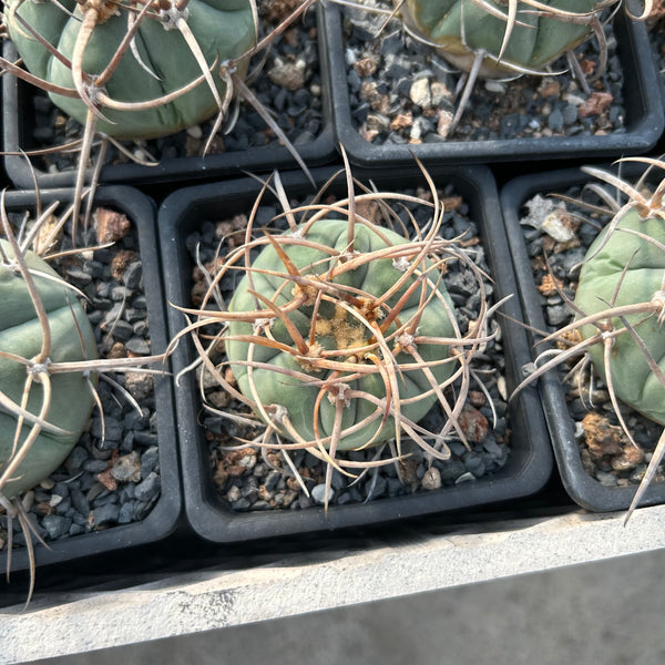 Gymnocalycium cardenasianum var. horridispinum — Gymnocalycium — listed size W5cm — Same Size Shipped — image 2: potted rounded cactus with long curved tan spines
