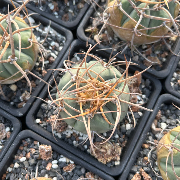 Gymnocalycium cardenasianum var. horridispinum