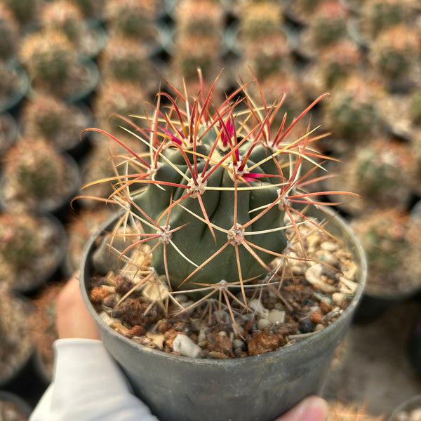 Ferocactus chrysacanthus