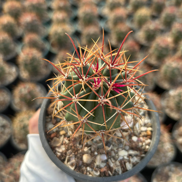 Ferocactus chrysacanthus — Ferocactus — listed size W4.5cm — Same Size Shipped — image 2: potted ribbed cactus with red-brown spines