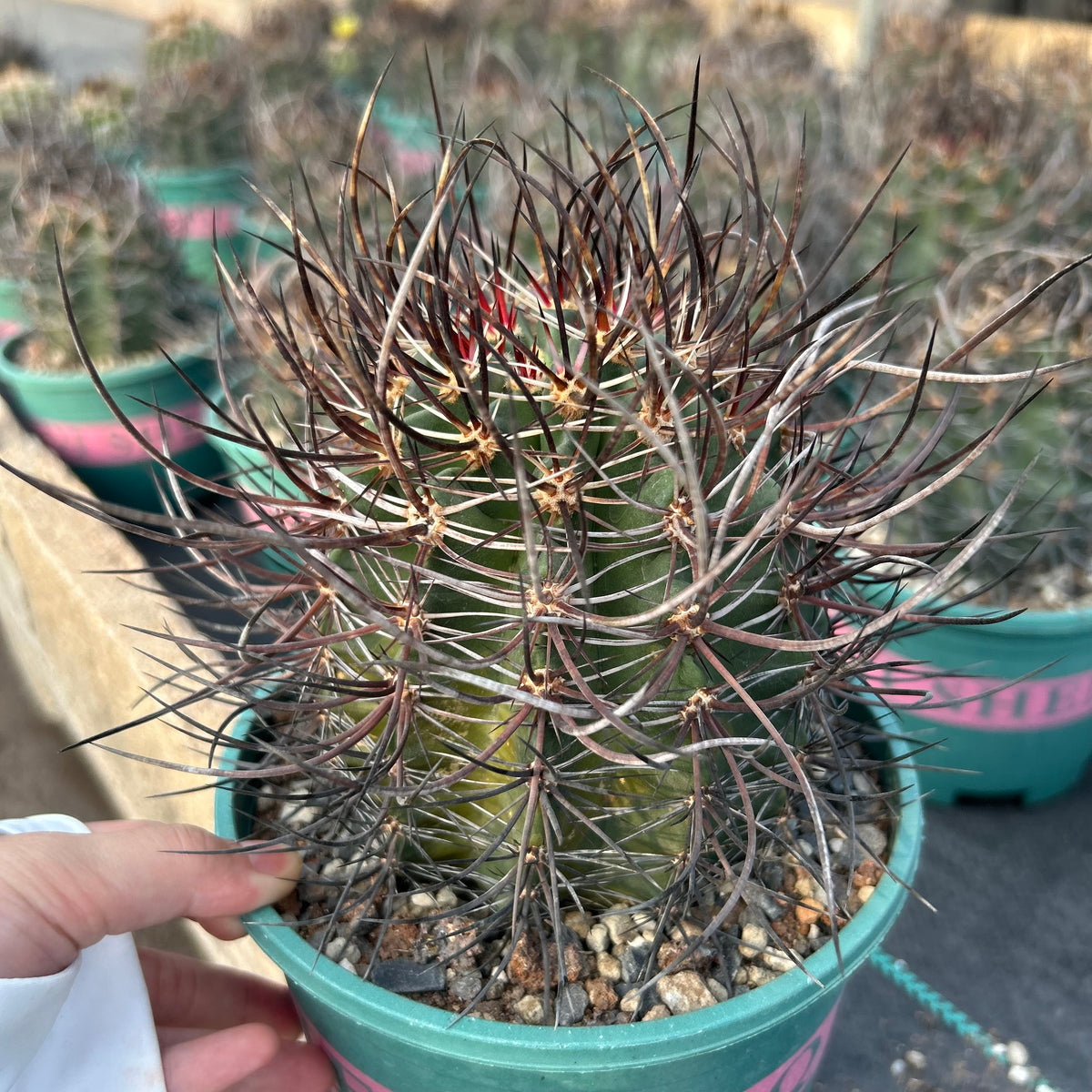 Echinocereus ferreirianus subs. lindsayi