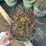 Echinocereus ferreirianus subs. lindsayi