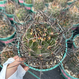 Echinocereus ferreirianus subs. lindsayi