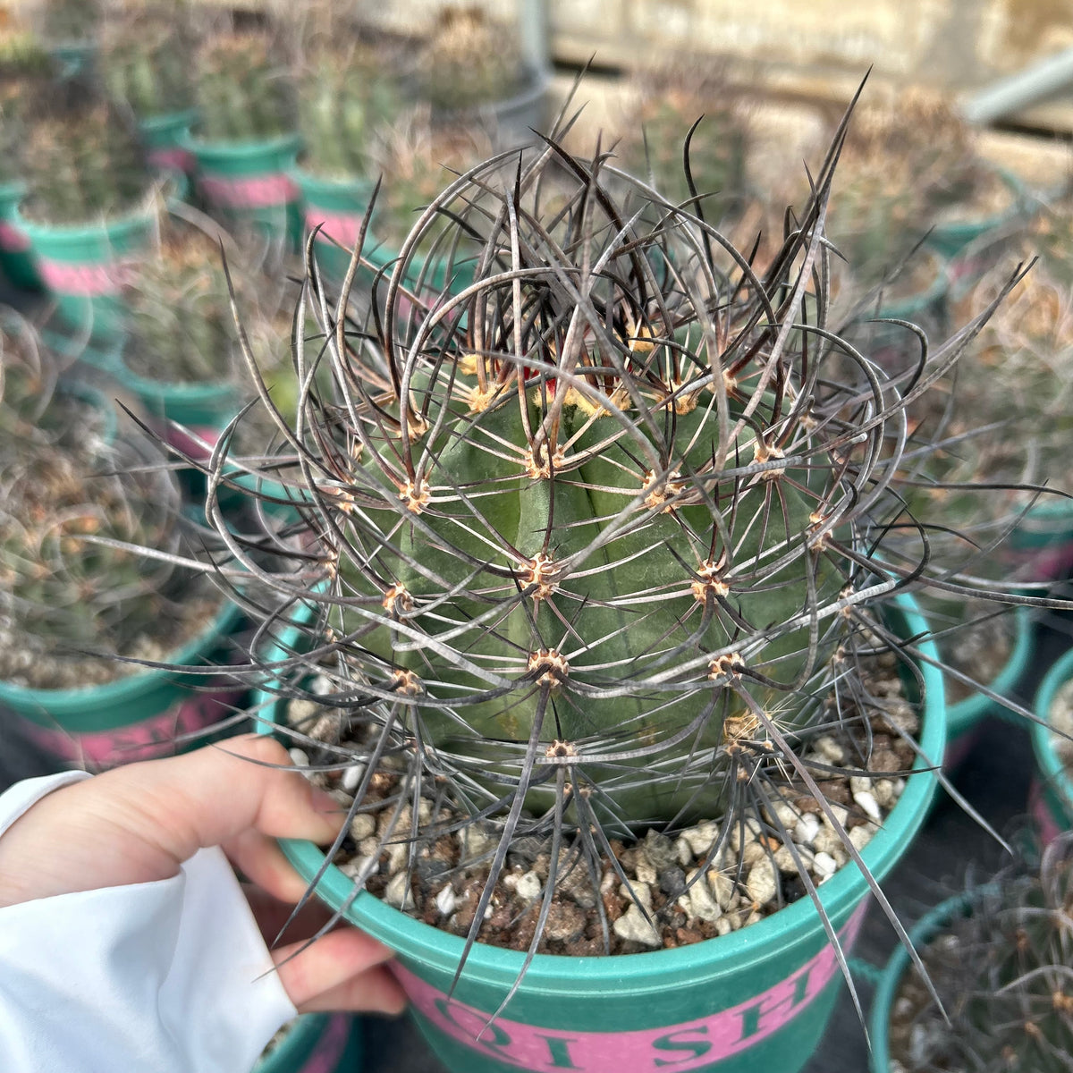 Echinocereus ferreirianus subs. lindsayi