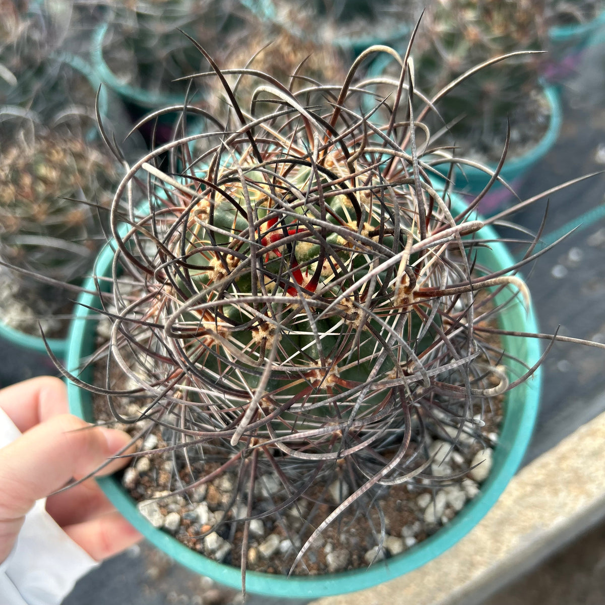 Echinocereus ferreirianus subs. lindsayi