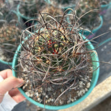 Echinocereus ferreirianus subs. lindsayi