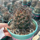 Echinocereus ferreirianus subs. lindsayi