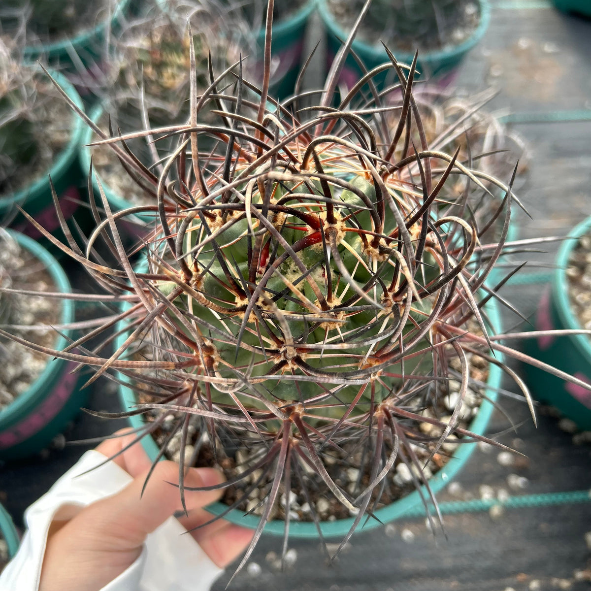 Echinocereus ferreirianus subs. lindsayi